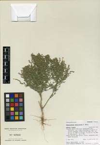 Herbarium Sheet of 